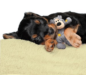 Kong® f-520478 - Kong® Jouet Wild Ours