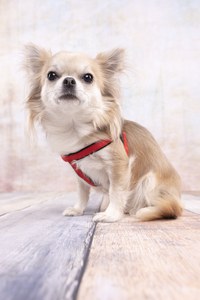 Flamingo f-521423 - Harnais Confort Rouge Abbi pour Chiens