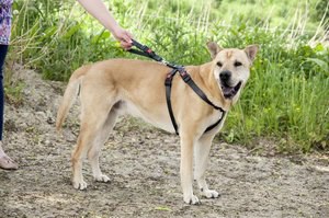 Flamingo f-1032111 - Harnais de sécurité pour voiture