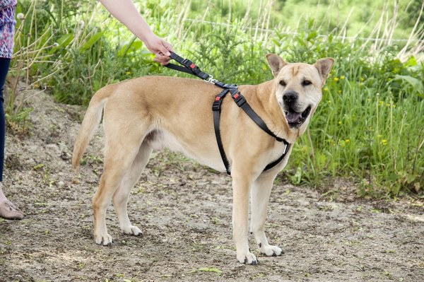 Flamingo f-1032111 - Harnais de sécurité pour voiture