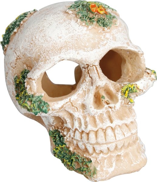 Décoration Crâne