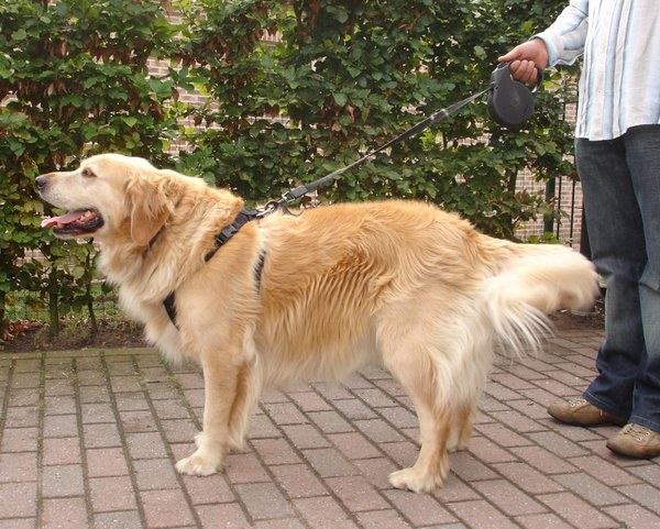 Harnais de sécurité pour voiture