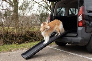 Flamingo f-512078 - Rampe pour chiens