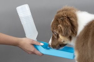 Flamingo f-512286 - Distributeur d'eau