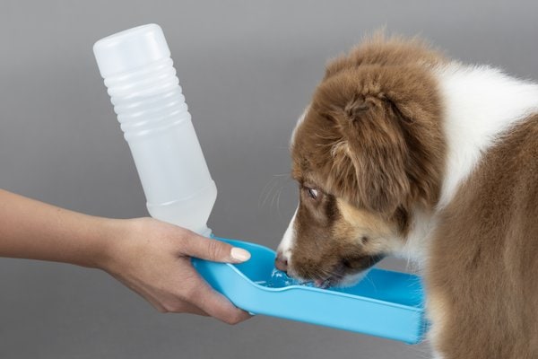 Flamingo f-512286 - Distributeur d'eau