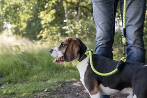 Flamingo f-517044 - Collier anti-traction fluo