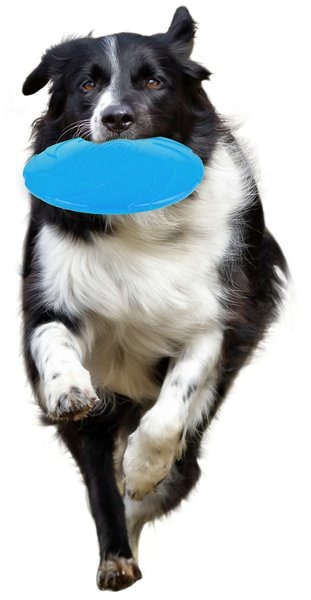 Jouet Frisbee