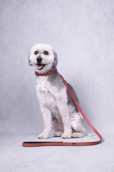 Flamingo f-519238 - Collier Avec neoprène