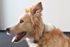 Flamingo f-519302 - Collier Avec neoprène