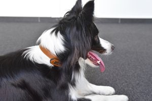 Flamingo f-519353 - Collier Avec neoprène Cognac