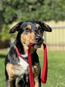 Flamingo f-5363337 - Laisse