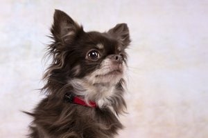 Flamingo f-5364567 - Collier