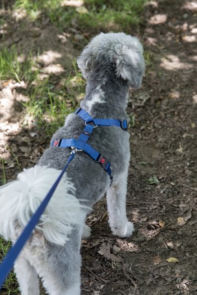 Flamingo f-519906 - Laisse