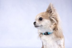 Flamingo f-519872 - Collier Turquoise