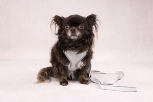 Flamingo f-520000 - Harnais menthe