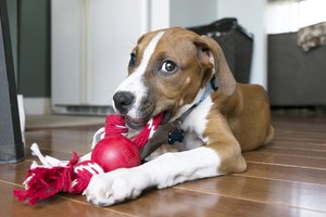 Kong® f-520474 - Kong® Jouet