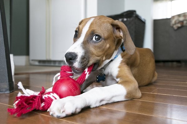 Kong® f-520474 - Kong® Jouet