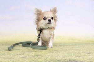 Flamingo f-521251 - Collier