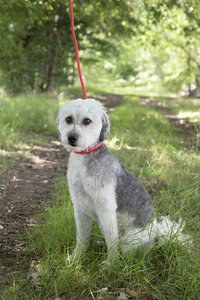 Flamingo f-521325 - Laisse anti-traction