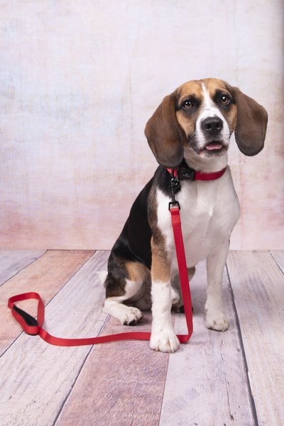 Flamingo f-521410 - Collier