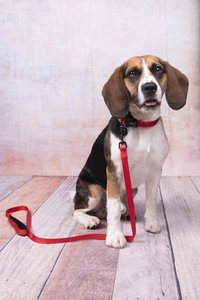 Flamingo f-521407 - Collier