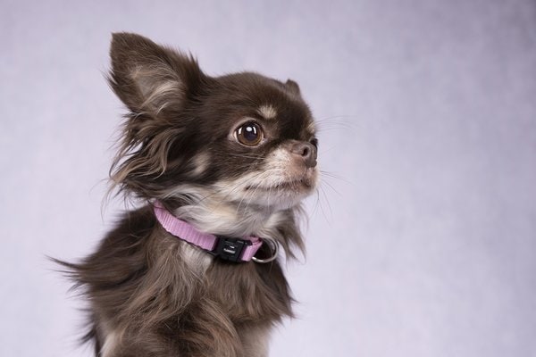 Flamingo f-521585 - Collier