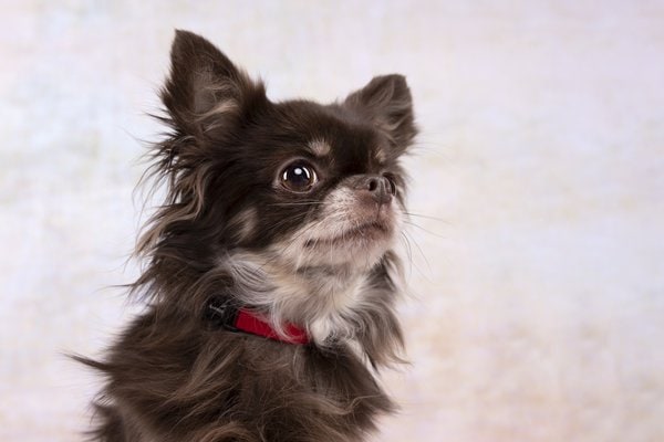 Flamingo f-521582 - Collier