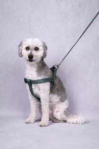 Flamingo f-521872 - Laisse foncé