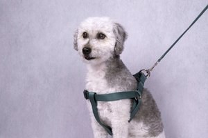 Flamingo f-521862 - Harnais Step&Go foncé