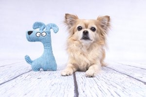 Flamingo f-521912 - Jouet Chien