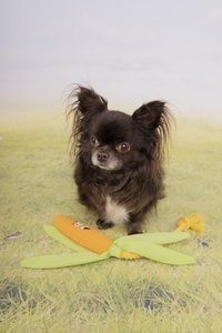 Flamingo f-521917 - Jouet Maïs avec corde