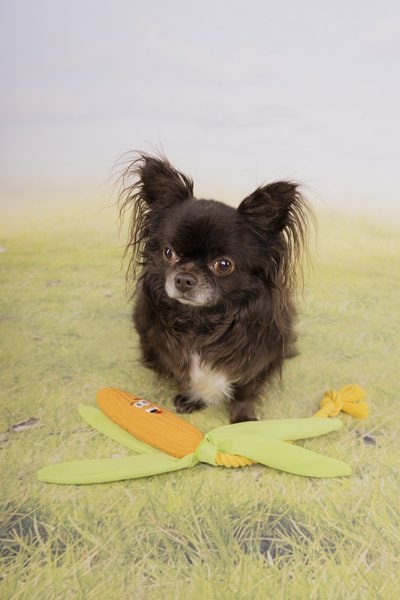 Flamingo f-521917 - Jouet Maïs avec corde