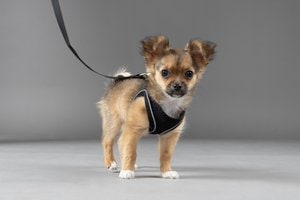 Flamingo f-522143 - Harnais Step&Go