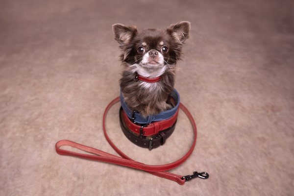 Flamingo f-522888 - Collier